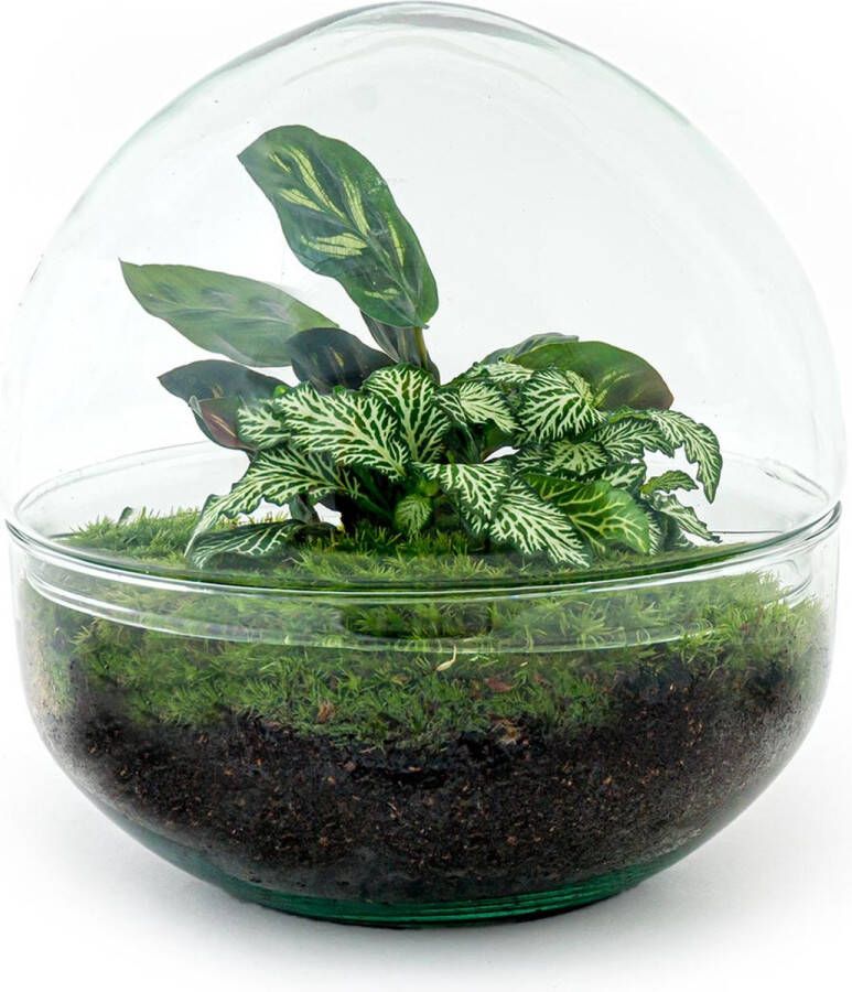 UrbanJngl Terrarium Dome ↑ 20 cm Ecosysteem plant Kamerplanten DIY planten terrarium Mini ecosysteem
