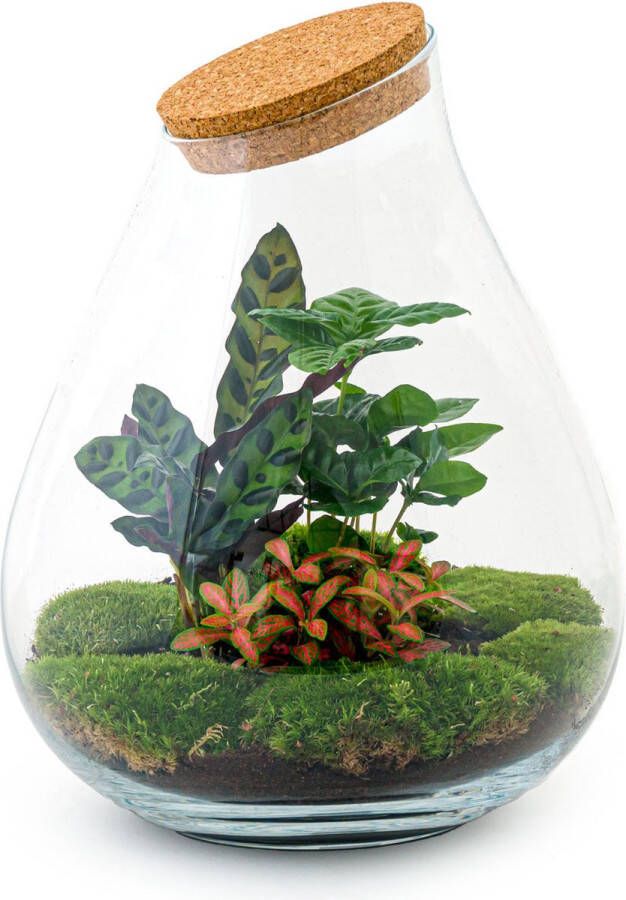 UrbanJngl Terrarium Drop XL Red ↑ 37 cm Ecosysteem plant Kamerplanten DIY planten terrarium Mini ecosysteem