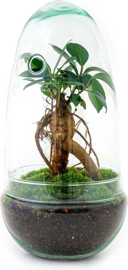 UrbanJngl Terrarium Egg bonsai 25 cm Ecosysteem plant Kamerplanten DIY planten terrarium Mini ecosysteem