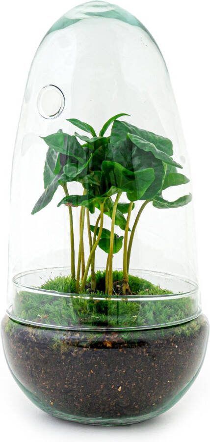 UrbanJngl Terrarium Egg Coffea 25 cm ↑ 35 cm Ecosysteem plant Kamerplanten DIY planten terrarium Mini ecosysteem