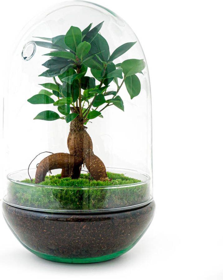 UrbanJngl Terrarium Egg XL bonsai 30 cm ↑ 25 cm Ecosysteem plant Kamerplanten DIY planten terrarium Mini ecosysteem