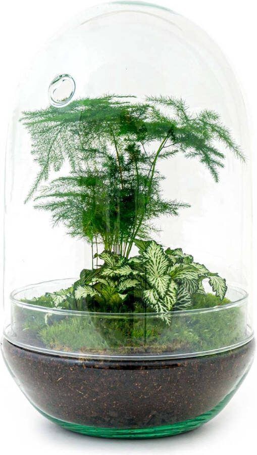 UrbanJngl Terrarium Egg XL plant ↑ 30 cm Ecosysteem plant Kamerplanten DIY planten terrarium Mini ecosysteem