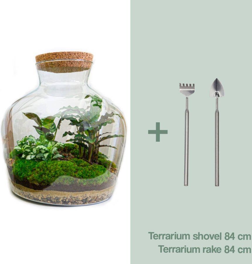 UrbanJngl Terrarium Fat Joe ↑ 30 cm Ecosysteem plant Kamerplanten DIY planten terrarium Mini ecosysteem + Hark + Schep