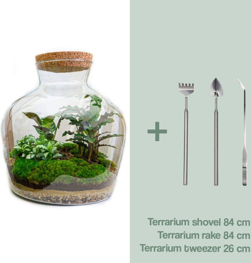 UrbanJngl Terrarium Fat Joe ↑ 30 cm Ecosysteem plant Kamerplanten DIY planten terrarium Mini ecosysteem + Hark + Schep + Pincet