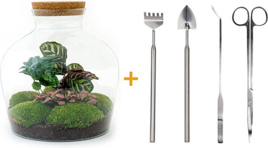 UrbanJngl Terrarium Fat Joe Coffea ↑ 30 cm Ecosysteem plant Kamerplanten DIY planten terrarium Mini ecosystem Inclusief Hark + Schep + Pincet + Schaarcosysteem
