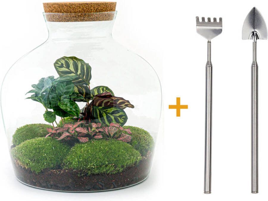 UrbanJngl Terrarium Fat Joe Coffea ↑ 30 cm Ecosysteem plant Kamerplanten DIY planten terrarium Mini ecosysteem- Inclusief Hark + Schep