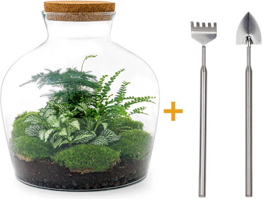 UrbanJngl Terrarium Fat Joe Green ↑ 30 cm Ecosysteem plant Kamerplanten DIY planten terrarium Mini ecosysteem