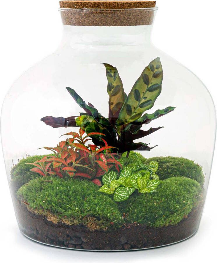 UrbanJngl Terrarium Fat Joe Red ↑ 30 cm Ecosysteem plant Kamerplanten DIY planten terrarium Mini ecosysteem