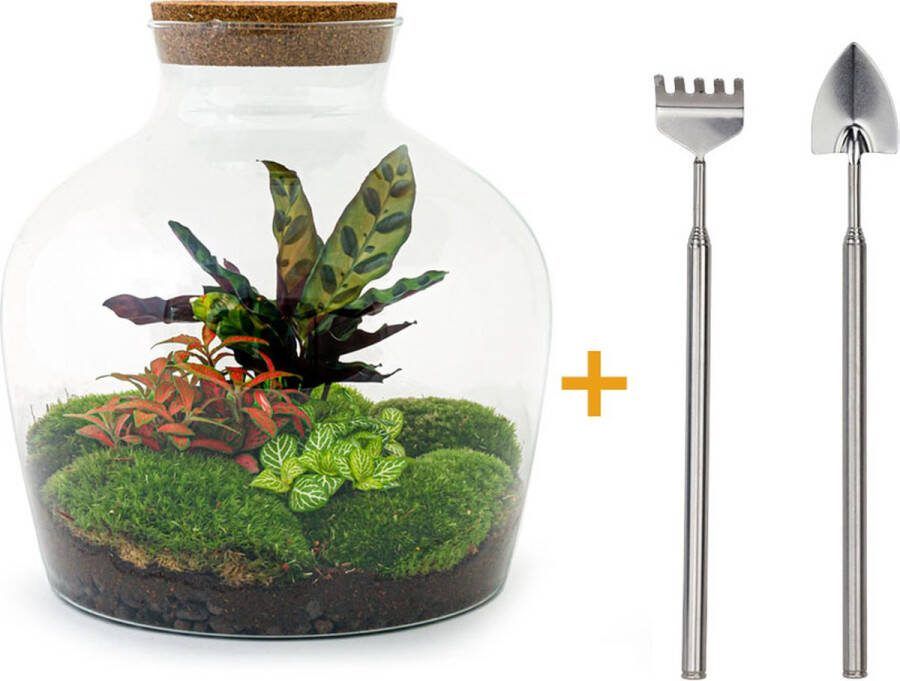 UrbanJngl Terrarium Fat Joe Red ↑ 30 cm Ecosysteem plant Kamerplanten DIY planten terrarium Mini ecosysteem + Hark + Schep