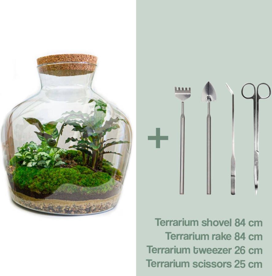 UrbanJngl Terrarium Fat Joe ↑ 30 cm Ecosysteem plant Kamerplanten DIY planten terrarium Mini ecosysteem + Hark + Schep + Pincet + Schaar