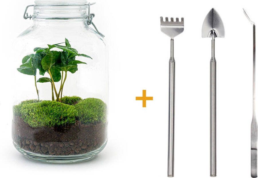 UrbanJngl Terrarium Jar plant Coffea ↑ 28 cm Ecosysteem plant DIY planten terrarium Mini ecosysteem Flessentuin + Hark + Schep + Pincet
