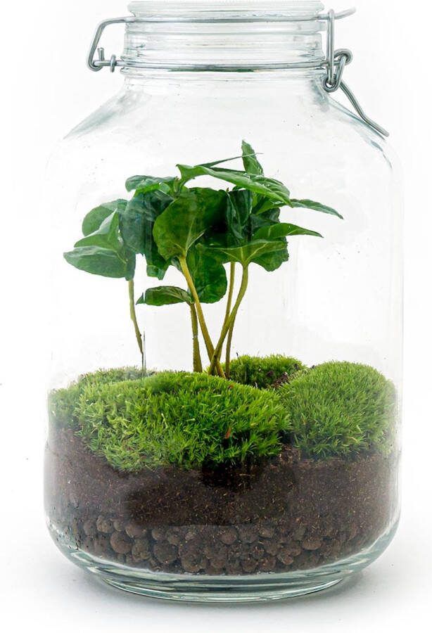 UrbanJngl Terrarium Jar plant Coffea ↑ 28 cm Ecosysteem plant DIY planten terrarium Mini ecosysteem Flessentuin
