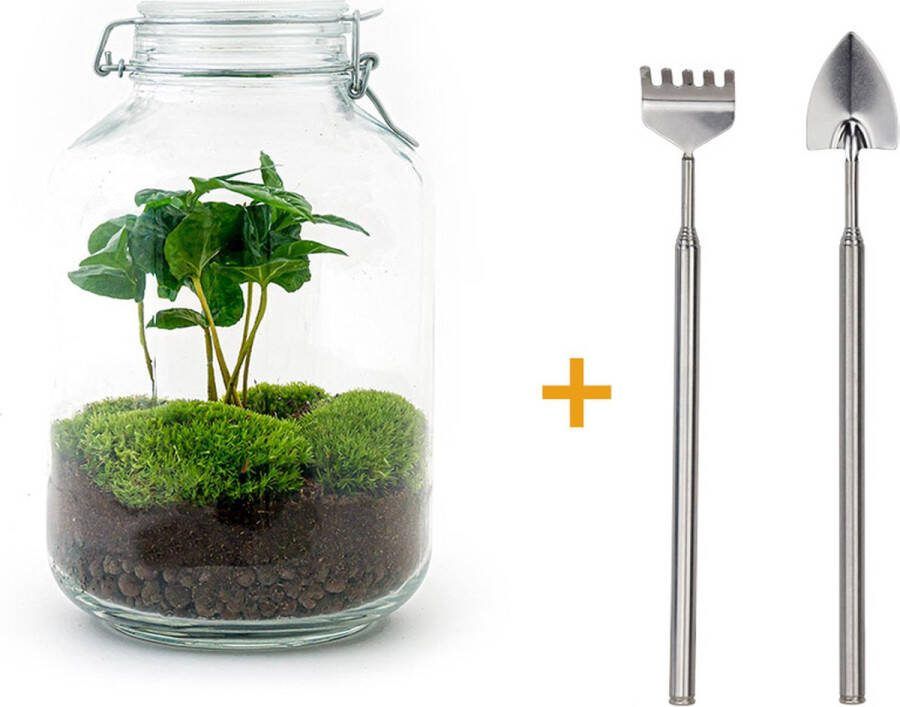 UrbanJngl Terrarium Jar plant Coffea ↑ 28 cm Ecosysteem plant DIY planten terrarium Mini ecosysteem Flessentuin + Hark + Schep