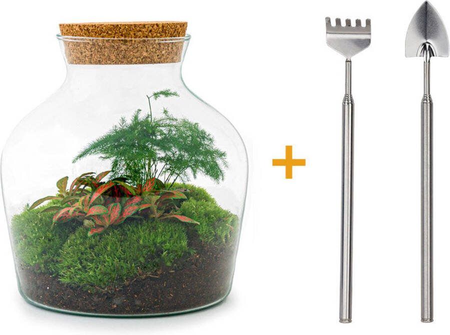 UrbanJngl Terrarium Little Joe ↑ 21 5 cm Ecosysteem plant Kamerplanten DIY planten terrarium Mini ecosysteem Inclusief Hark + Schep