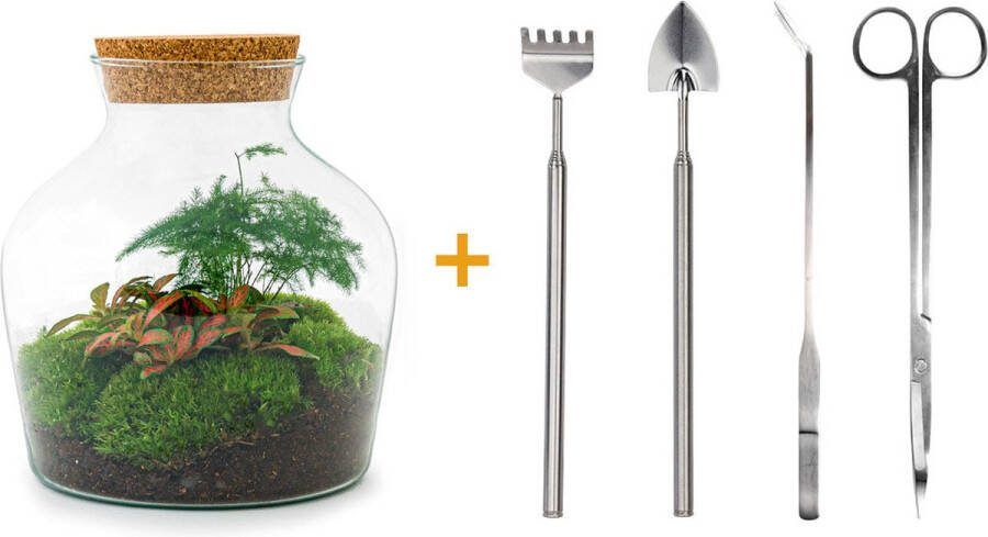 UrbanJngl Terrarium Little Joe ↑ 21 5 cm Ecosysteem plant Kamerplanten DIY planten terrarium Mini ecosysteem Inclusief Hark + Schep + Pincet + Schaar