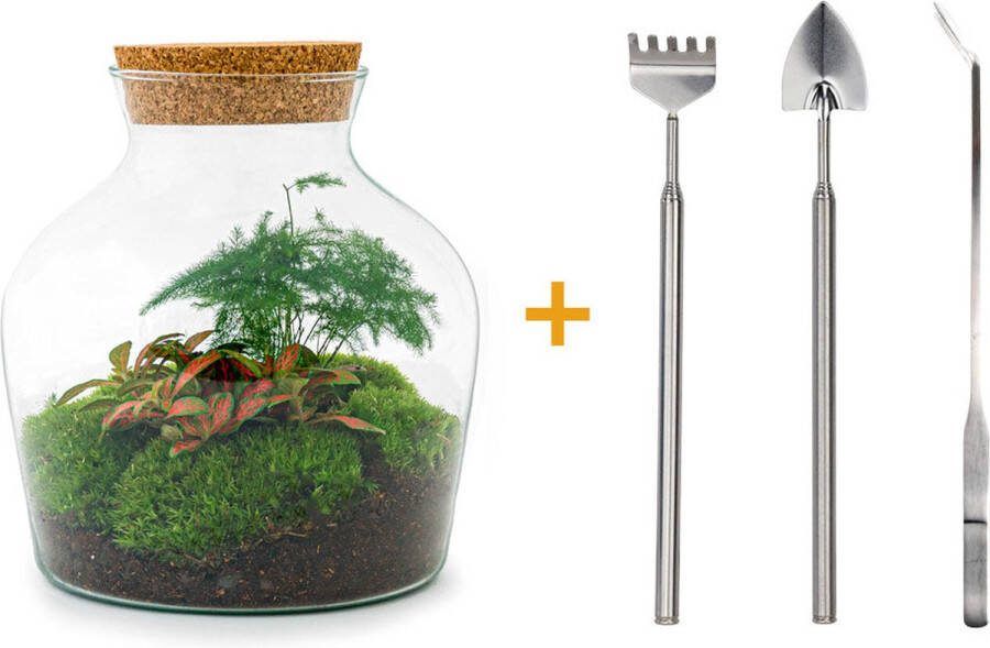 UrbanJngl Terrarium Little Joe ↑ 21 5 cm Ecosysteem plant Kamerplanten DIY planten terrarium Mini ecosysteem Inclusief Hark + Schep + Pincet