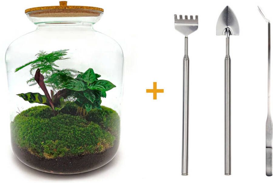 UrbanJngl Terrarium Lukas ↑ 33 cm Ecosysteem plant Kamerplanten DIY planten terrarium Mini ecosysteem