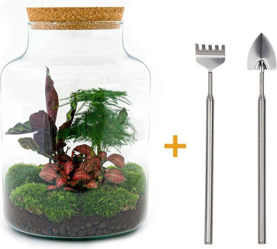 UrbanJngl Terrarium Milky ↑ 31 cm Ecosysteem plant Kamerplanten DIY planten terrarium Mini ecosysteem
