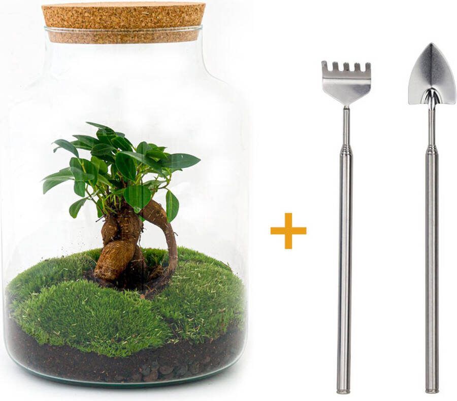 UrbanJngl Terrarium Milky bonsai ↑ 31 cm Ecosysteem plant Kamerplanten DIY planten terrarium Mini ecosysteem + Hark + Schep