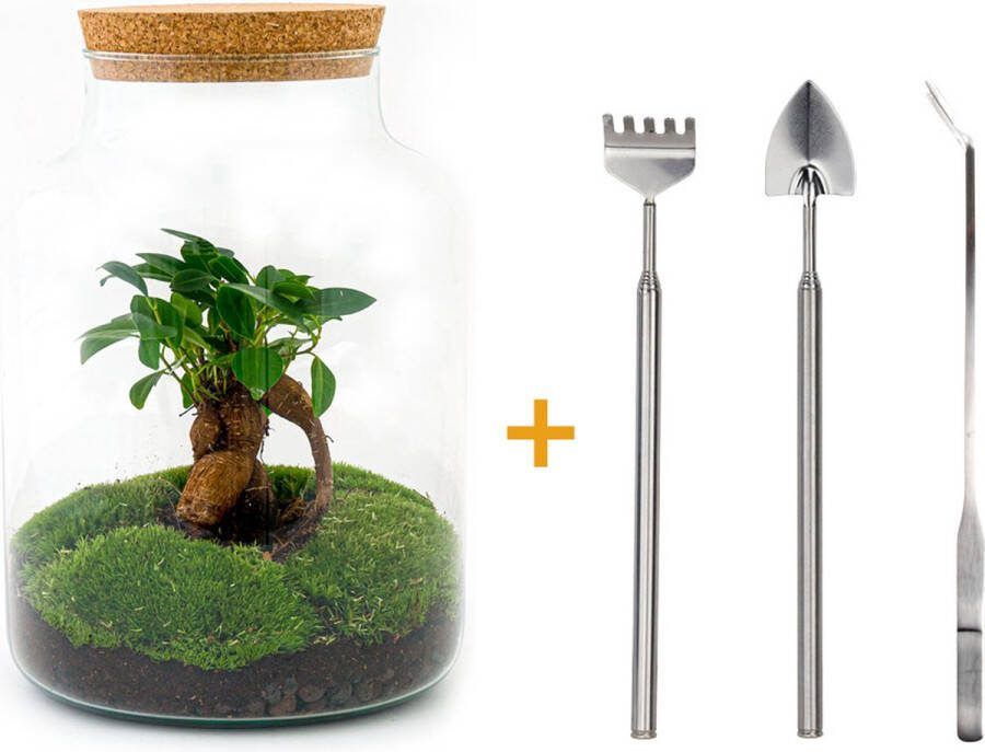 UrbanJngl Terrarium Milky bonsai ↑ 31 cm Ecosysteem plant Kamerplanten DIY planten terrarium Mini ecosysteem + Hark + Schep + Pince