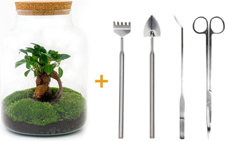 UrbanJngl Terrarium Milky bonsai ↑ 31 cm Ecosysteem plant Kamerplanten DIY planten terrarium Mini ecosysteem + Hark + Schep + Pincet + Schaar