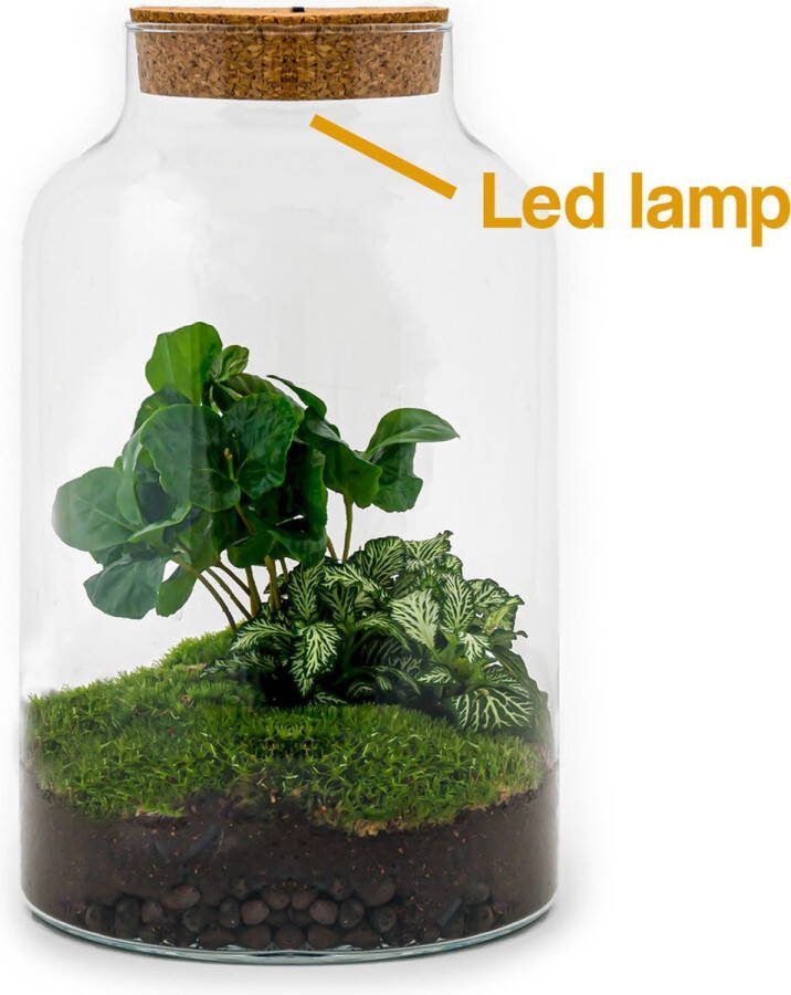 UrbanJngl Terrarium Milky LED Coffea ↑ 31 cm Ecosysteem plant Kamerplanten DIY planten terrarium Mini ecosysteem