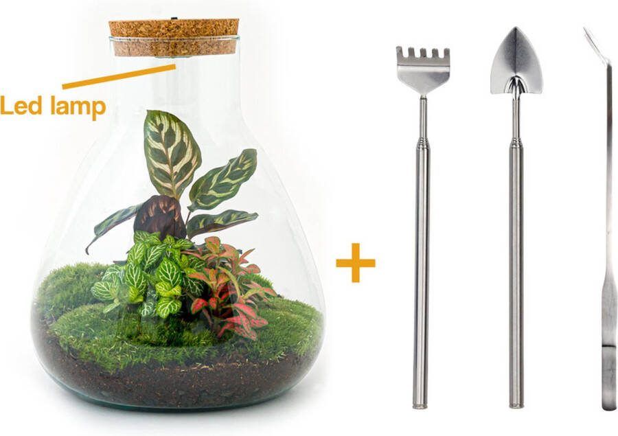 UrbanJngl Terrarium Sam LED Calathea ↑ 30 cm Ecosysteem plant Kamerplanten DIY planten terrarium Inclusief Hark + Schep + Pincet