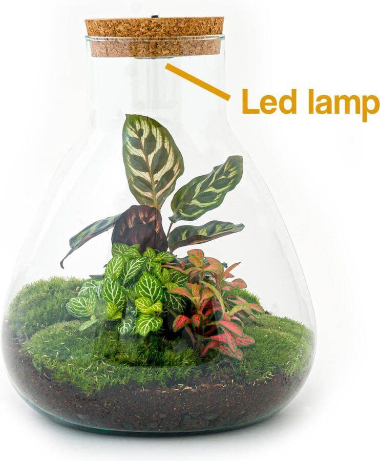 UrbanJngl Terrarium Sam LED Calathea ↑ 30 cm Ecosysteem plant Kamerplanten DIY planten terrarium Mini ecosysteem