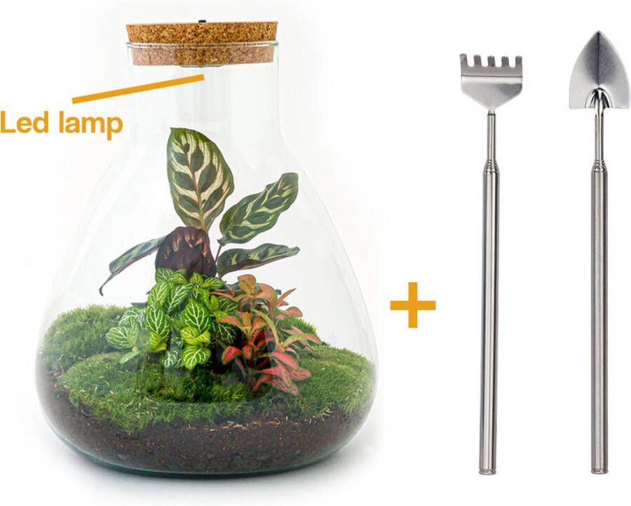 UrbanJngl Terrarium Sam LED Calathea ↑ 30 cm Ecosysteem plant Kamerplanten DIY planten terrarium Inclusief Hark + Schep + Pincet