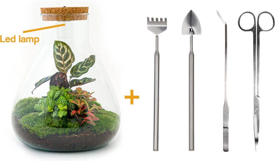 UrbanJngl Terrarium Sam LED Calathea ↑ 31 cm Ecosysteem plant Kamerplanten DIY planten terrarium Inclusief Hark + Schep + Pincet + Schaar