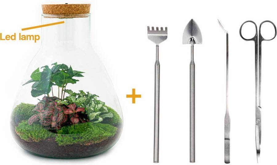 UrbanJngl Terrarium Sam LED Coffea ↑ 30 cm Ecosysteem plant Kamerplanten DIY planten terrarium Mini ecosysteem Inclusief Hark + Schep + Pincet + Schaar