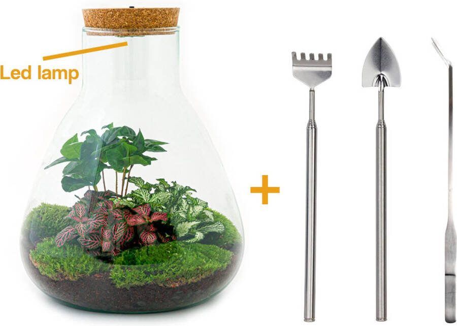 UrbanJngl Terrarium Sam LED Coffea ↑ 30 cm Ecosysteem plant Kamerplanten DIY planten terrarium Mini ecosysteem Inclusief Hark + Schep + Pincet