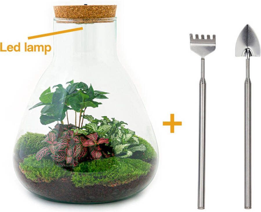 UrbanJngl Terrarium Sam LED Coffea ↑ 30 cm Ecosysteem plant Kamerplanten DIY planten terrarium Mini ecosysteem Inclusief hark + schep