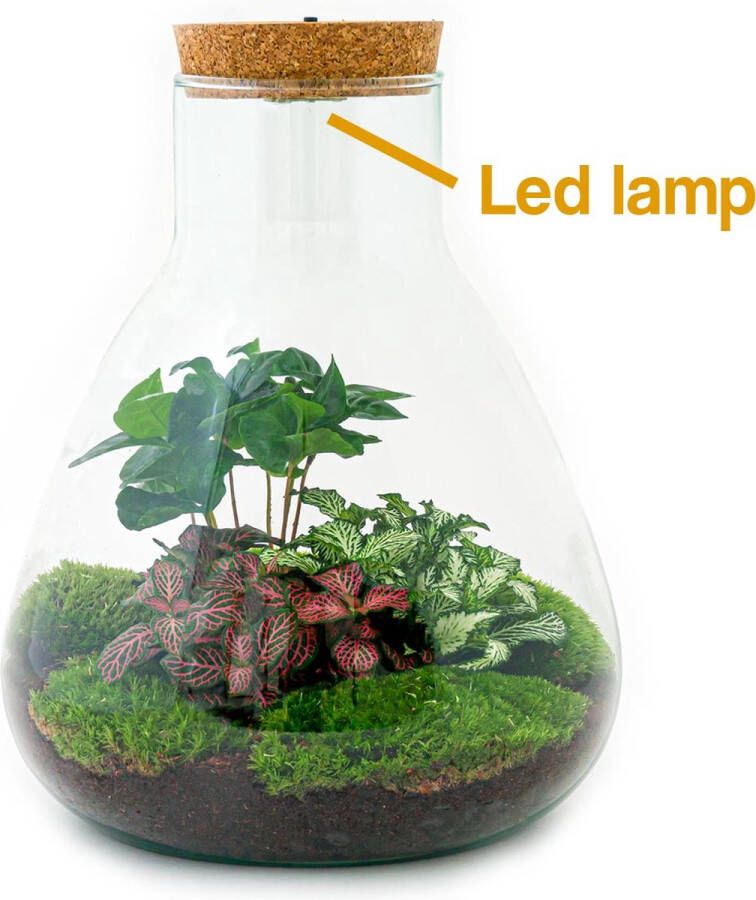 UrbanJngl Terrarium Sam LED Coffea ↑ 30 cm Ecosysteem plant met lamp Verlichting DIY planten terrarium Mini ecosysteem