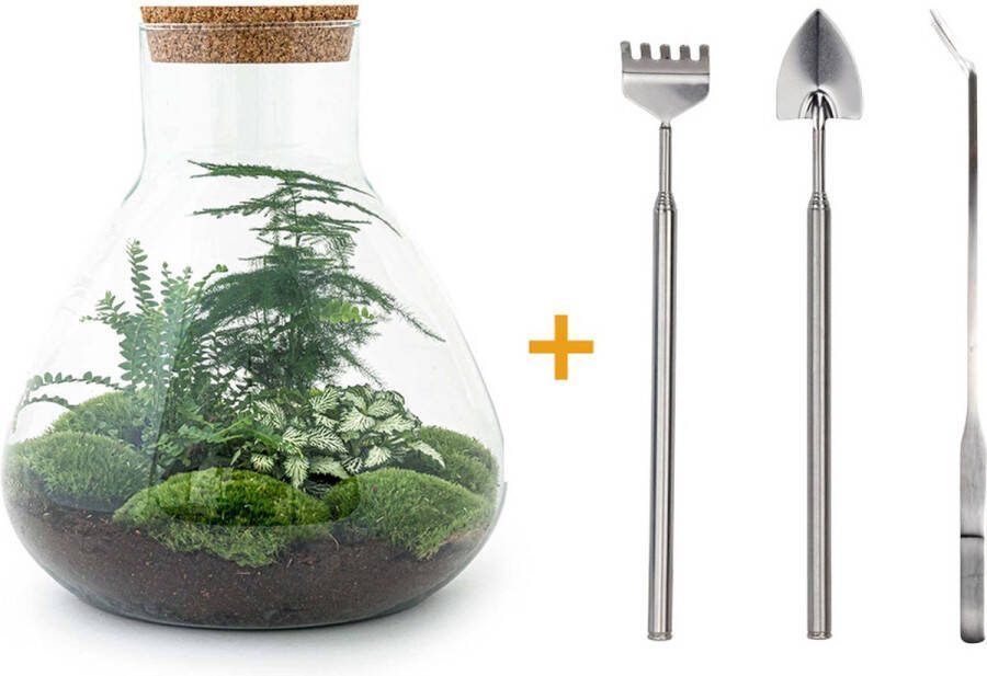 UrbanJngl Terrarium Sam XL ↑ 35 cm Ecosysteem plant Kamerplanten DIY planten terrarium Mini ecosysteem- Inclusief Hark + Schep + Pincet