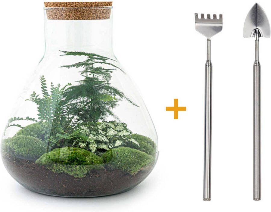 UrbanJngl Terrarium Sam XL ↑ 35 cm Ecosysteem plant Kamerplanten DIY planten terrarium Mini ecosysteem Inclusief hark + schep