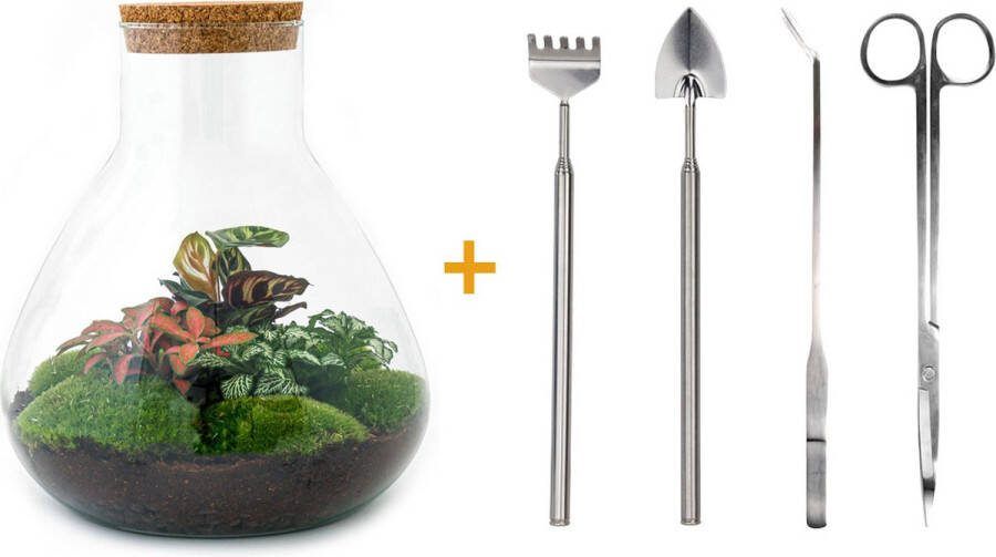 UrbanJngl Terrarium Sam XL Red ↑ 35 cm Ecosysteem plant Kamerplanten DIY planten terrarium Mini ecosysteem + Hark + Schep + Pincet + Schaar