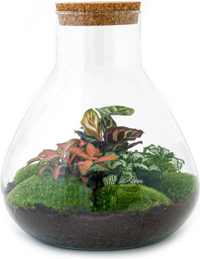 UrbanJngl Terrarium Sam XL Red ↑ 35 cm Ecosysteem plant Kamerplanten DIY planten terrarium Mini ecosysteem