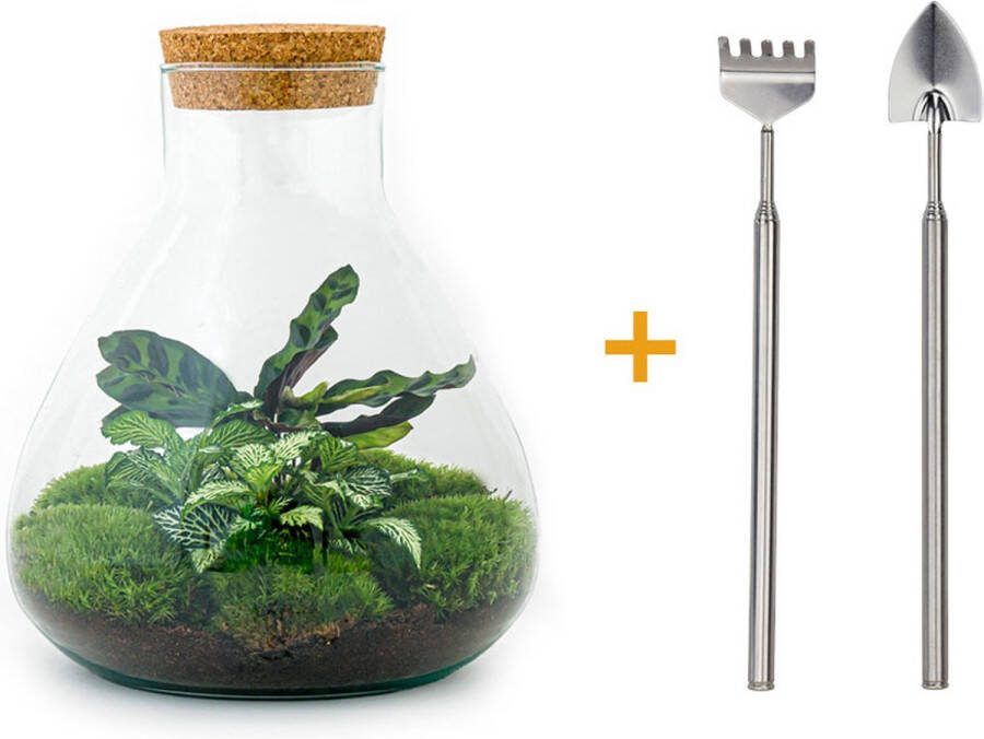 UrbanJngl Terrarium Sammie ↑ 26 cm Ecosysteem plant Kamerplanten DIY planten terrarium Mini ecosysteem