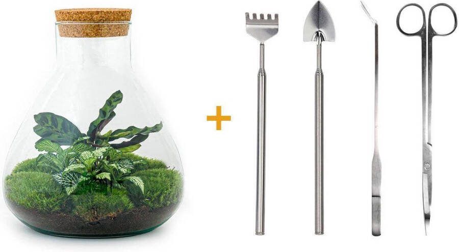 UrbanJngl Terrarium Sammie ↑ 30 cm Ecosysteem plant Kamerplanten DIY planten terrarium Mini ecosysteem