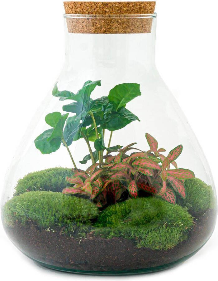 UrbanJngl Terrarium Sammie coffea ↑ 27 cm Ecosysteem plant Kamerplanten DIY planten terrarium Mini ecosysteem