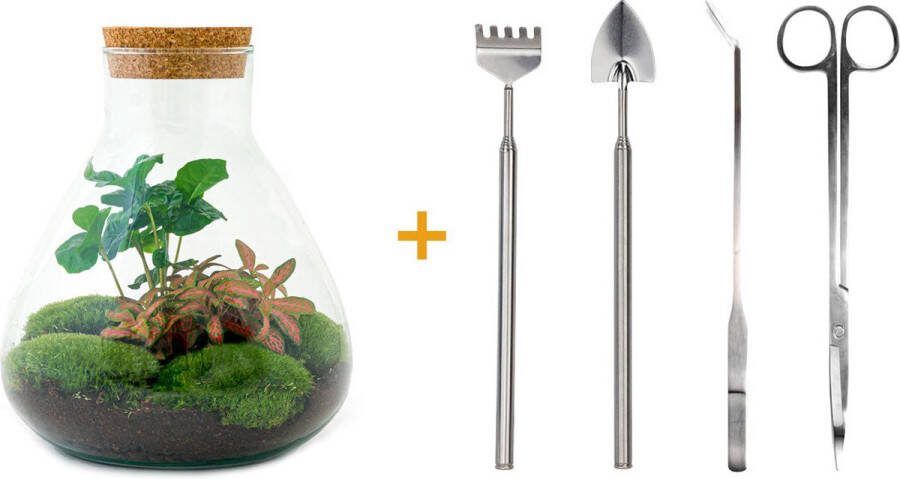 UrbanJngl Terrarium Sammie coffea ↑ 27 cm Ecosysteem plant Kamerplanten DIY planten terrarium Mini ecosysteem + Hark + Schep + Pincet + Schaar