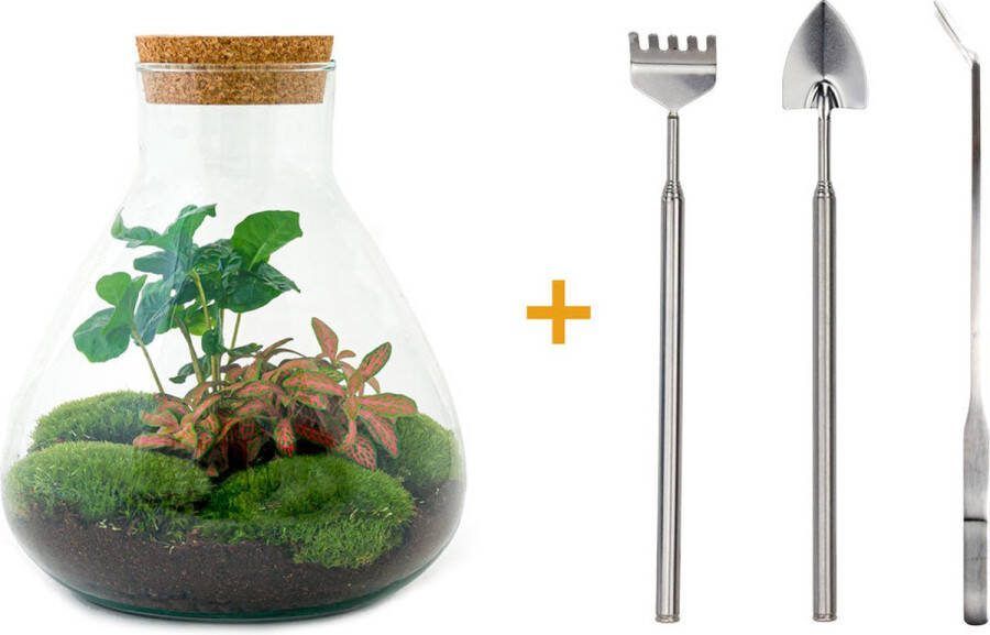 UrbanJngl Terrarium Sammie coffea ↑ 27 cm Ecosysteem plant Kamerplanten DIY planten terrarium Mini ecosysteem + Hark + Schep + Pincet