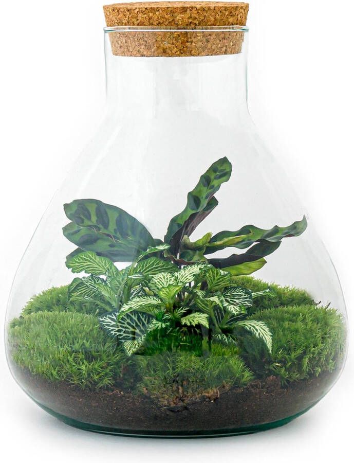 UrbanJngl Terrarium Sammie ↑ 26 cm Ecosysteem plant Kamerplanten DIY planten terrarium Mini ecosysteem