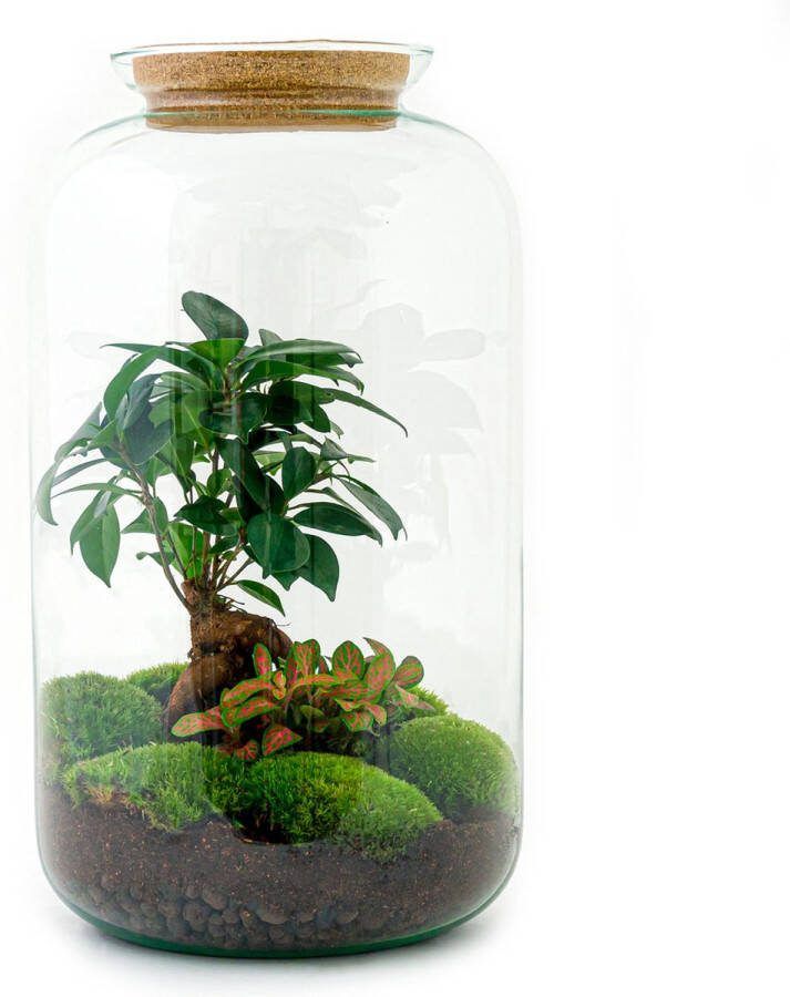 UrbanJngl Terrarium Sven bonsai ↑ 43 cm Ecosysteem plant Kamerplanten DIY planten terrarium Mini ecosysteem