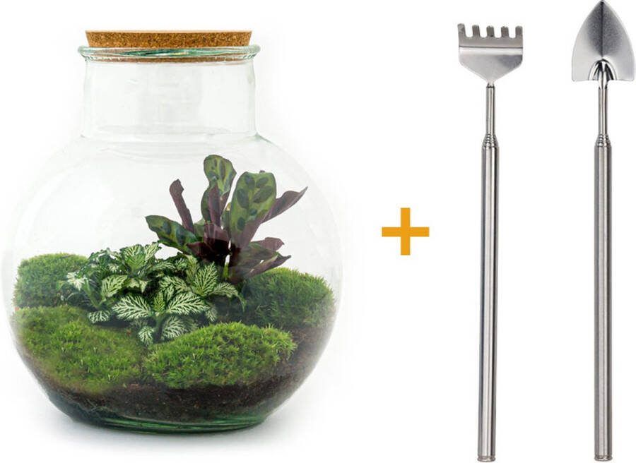 UrbanJngl Terrarium Teddy ↑ 26 5 cm Ecosysteem plant Kamerplanten DIY planten terrarium Mini ecosysteem + Hark + Schep