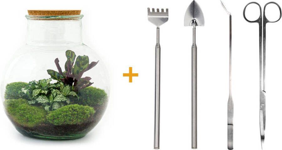 UrbanJngl Terrarium Teddy ↑ 30 cm Ecosysteem plant Kamerplanten DIY planten terrarium Mini ecosysteem + Hark + Schep + Pincet + Schaar