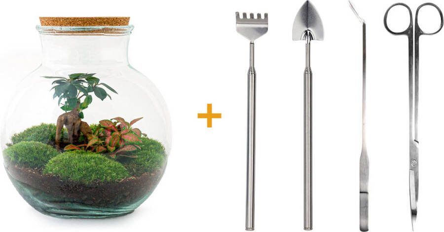 UrbanJngl Terrarium Teddy bonsai ↑ 30 cm Ecosysteem plant Kamerplanten DIY planten terrarium Mini ecosysteem + Hark + Schep + Pincet + Schaar
