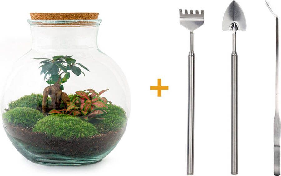 UrbanJngl Terrarium Teddy bonsai ↑ 26 5 cm Ecosysteem plant Kamerplanten DIY planten terrarium Mini ecosysteem + Hark + Schep