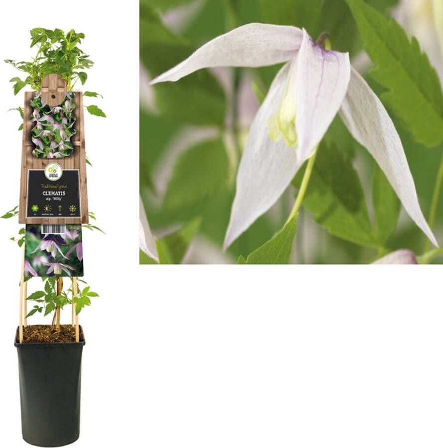 Van der Starre Klimplant Clematis alp. Willy (Bosrank)